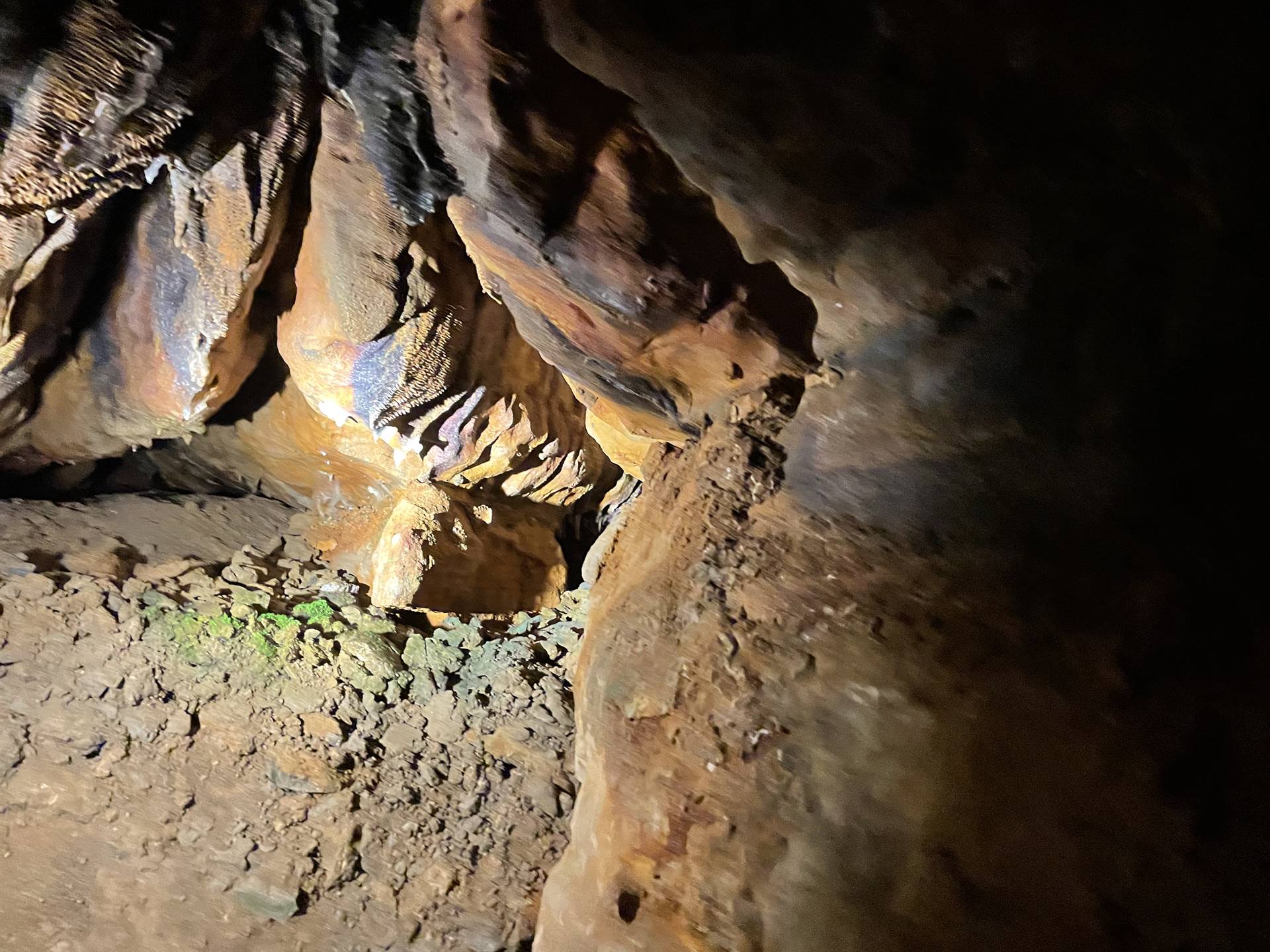 Ohio Caverns field trip, fossils