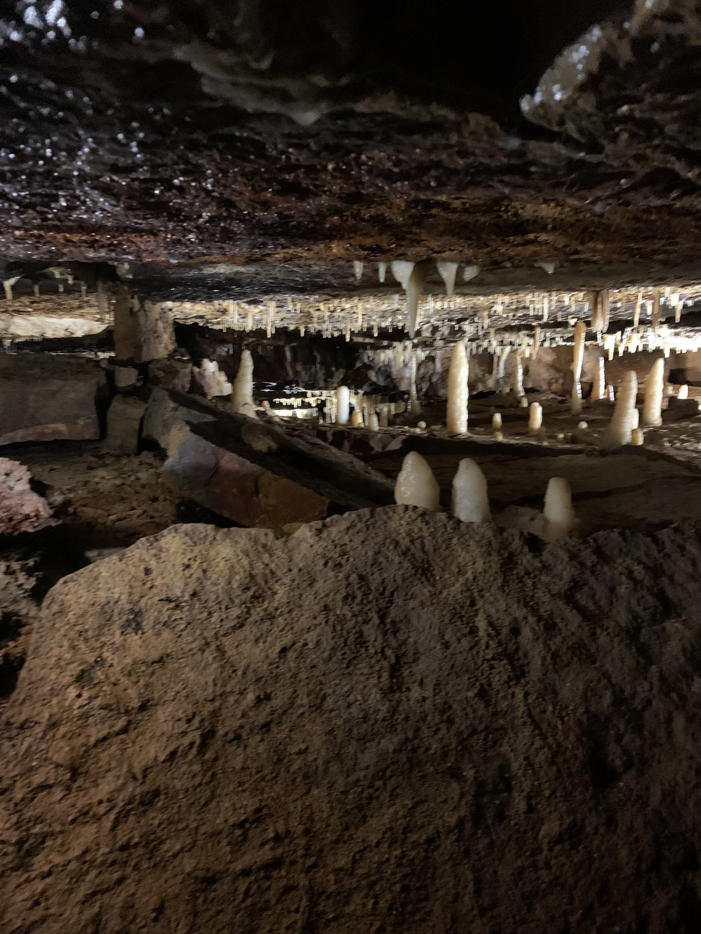 Ohio Caverns field trip, fossils
