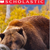 Scholastic Photo of Bear